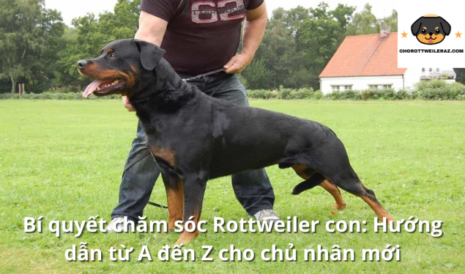 Bí quyết chăm sóc Rottweiler con: Hướng dẫn từ A đến Z cho chủ nhân mới