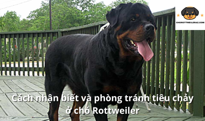 Cách nhận biết và phòng tránh tiêu chảy ở chó Rottweiler