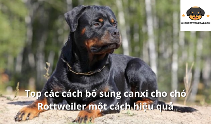 Top các cách bổ sung canxi cho chó Rottweiler một cách hiệu quả