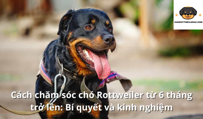 Cách chăm sóc chó Rottweiler từ 6 tháng trở lên: Bí quyết và kinh nghiệm