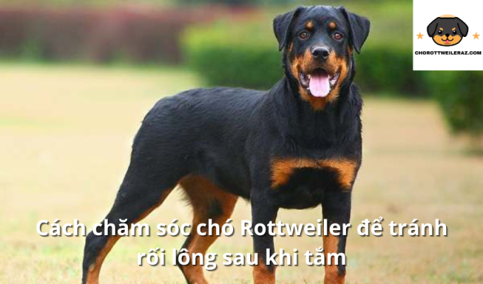 Cách chăm sóc chó Rottweiler để tránh rối lông sau khi tắm