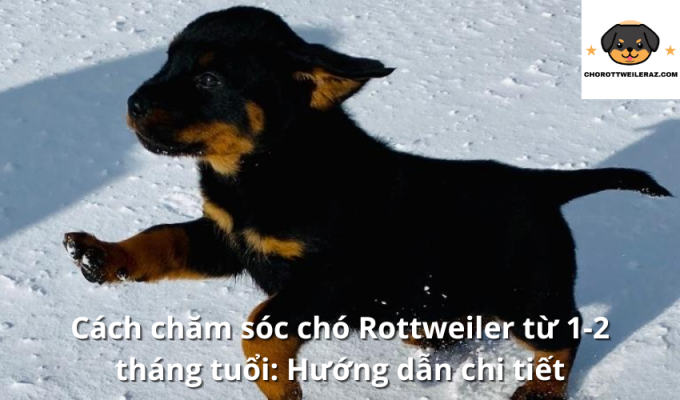 Cách chăm sóc chó Rottweiler từ 1-2 tháng tuổi: Hướng dẫn chi tiết