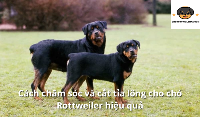 Cách chăm sóc và cắt tỉa lông cho chó Rottweiler hiệu quả