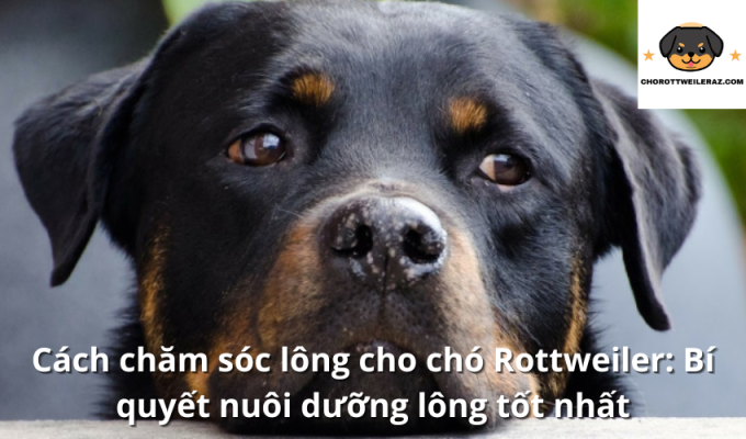 Cách chăm sóc lông cho chó Rottweiler: Bí quyết nuôi dưỡng lông tốt nhất