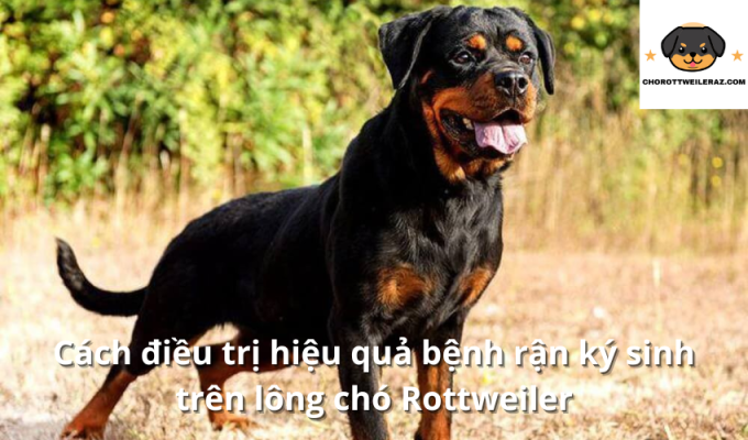 Cách điều trị hiệu quả bệnh rận ký sinh trên lông chó Rottweiler