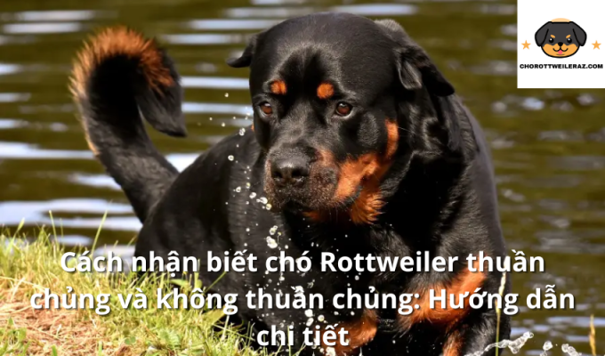 Cách nhận biết chó Rottweiler thuần chủng và không thuần chủng: Hướng dẫn chi tiết