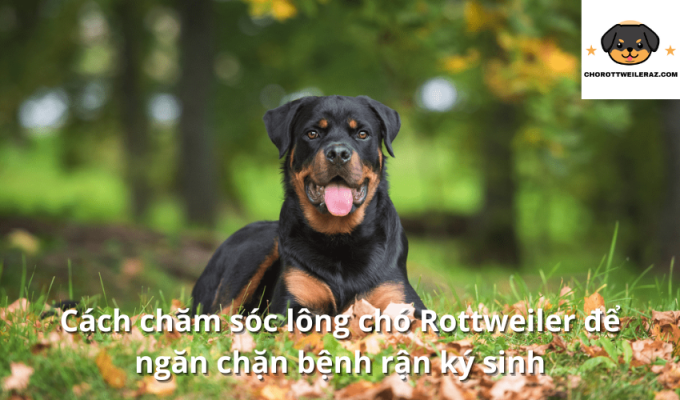 Cách chăm sóc lông chó Rottweiler để ngăn chặn bệnh rận ký sinh