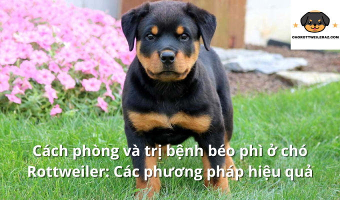 Cách phòng và trị bệnh béo phì ở chó Rottweiler: Các phương pháp hiệu quả