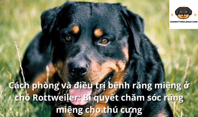 Cách phòng và điều trị bệnh răng miệng ở chó Rottweiler: Bí quyết chăm sóc răng miệng cho thú cưng