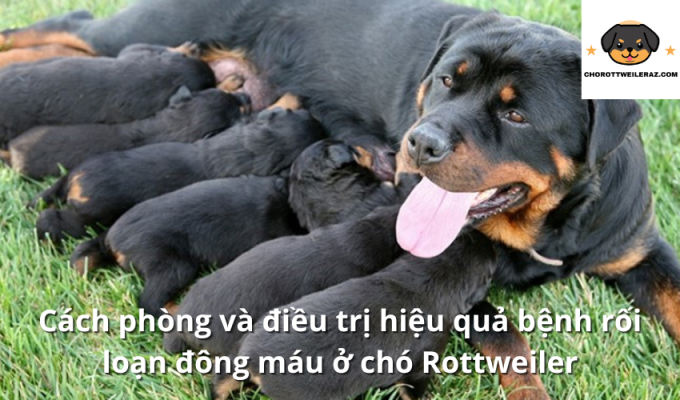 Cách phòng và điều trị hiệu quả bệnh rối loạn đông máu ở chó Rottweiler