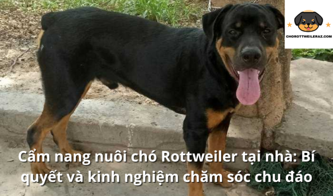 Cẩm nang nuôi chó Rottweiler tại nhà: Bí quyết và kinh nghiệm chăm sóc chu đáo