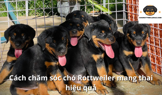 Cách chăm sóc chó Rottweiler mang thai hiệu quả