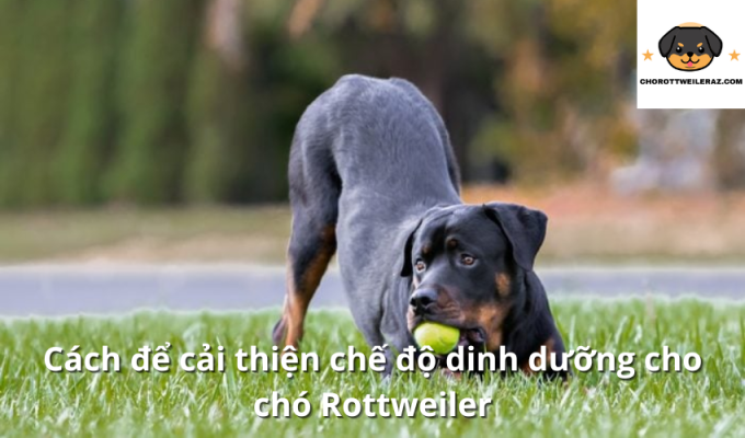 Cách để cải thiện chế độ dinh dưỡng cho chó Rottweiler