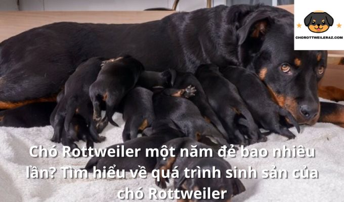 Chó Rottweiler một năm đẻ bao nhiêu lần? Tìm hiểu về quá trình sinh sản của chó Rottweiler