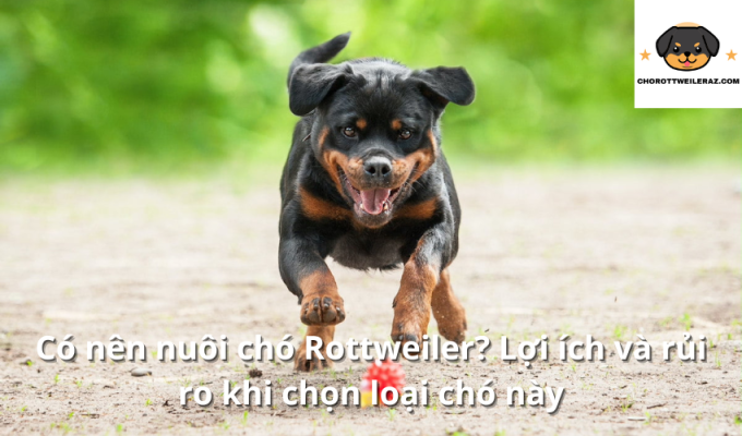 Có nên nuôi chó Rottweiler? Lợi ích và rủi ro khi chọn loại chó này