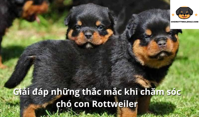 Giải đáp những thắc mắc khi chăm sóc chó con Rottweiler