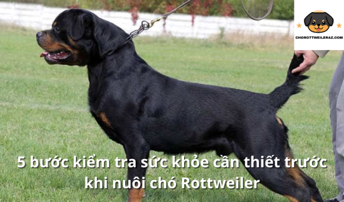 5 bước kiểm tra sức khỏe cần thiết trước khi nuôi chó Rottweiler