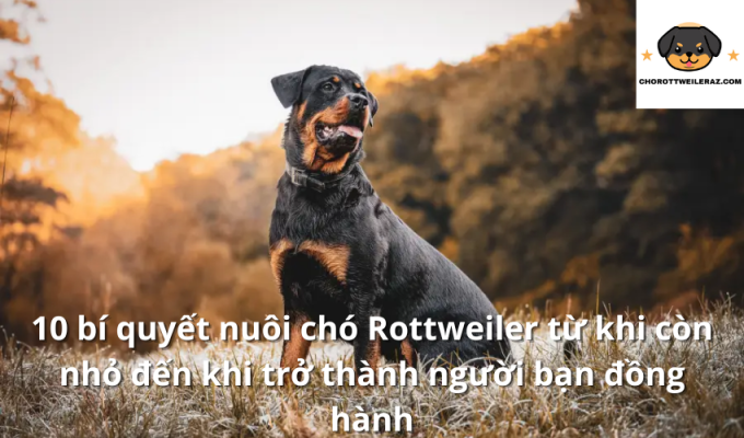 10 bí quyết nuôi chó Rottweiler từ khi còn nhỏ đến khi trở thành người bạn đồng hành