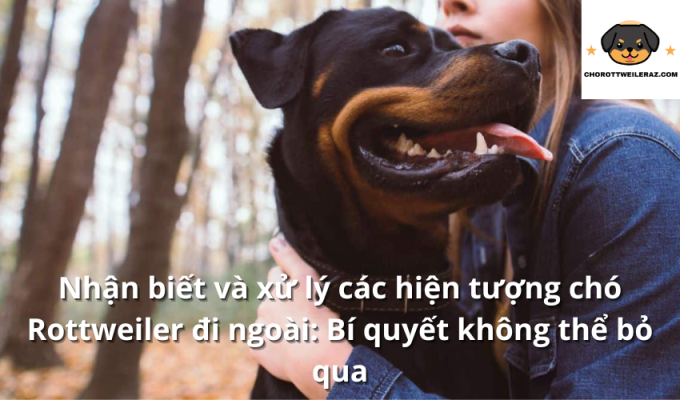 Nhận biết và xử lý các hiện tượng chó Rottweiler đi ngoài: Bí quyết không thể bỏ qua