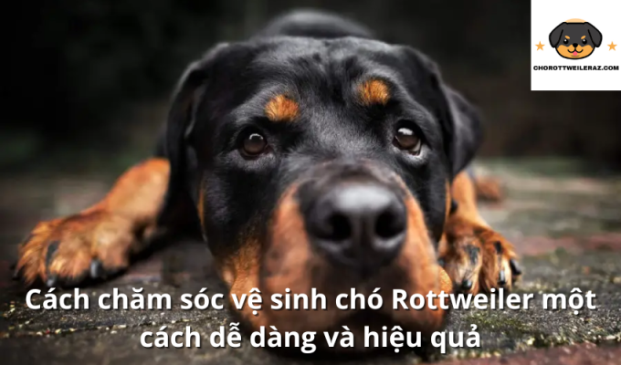 Cách chăm sóc vệ sinh chó Rottweiler một cách dễ dàng và hiệu quả