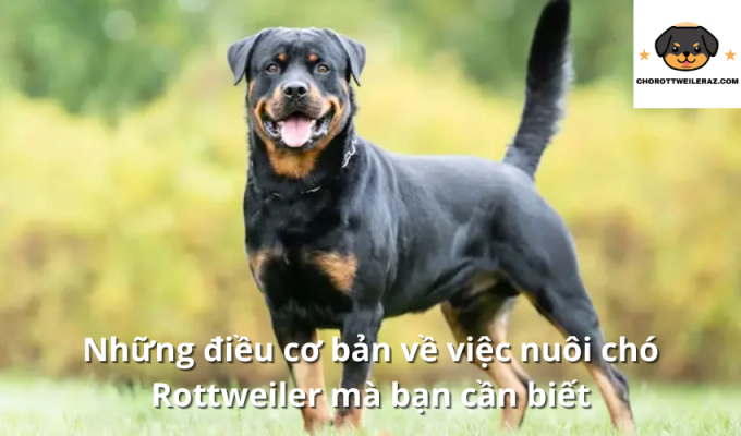 Những điều cơ bản về việc nuôi chó Rottweiler mà bạn cần biết