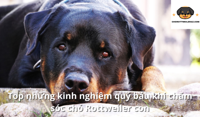 Top những kinh nghiệm quý báu khi chăm sóc chó Rottweiler con