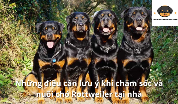 Những điều cần lưu ý khi chăm sóc và nuôi chó Rottweiler tại nhà