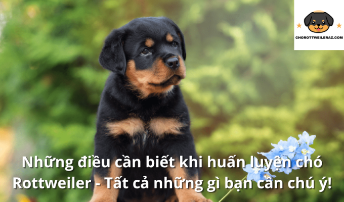 Những điều cần biết khi huấn luyện chó Rottweiler - Tất cả những gì bạn cần chú ý!