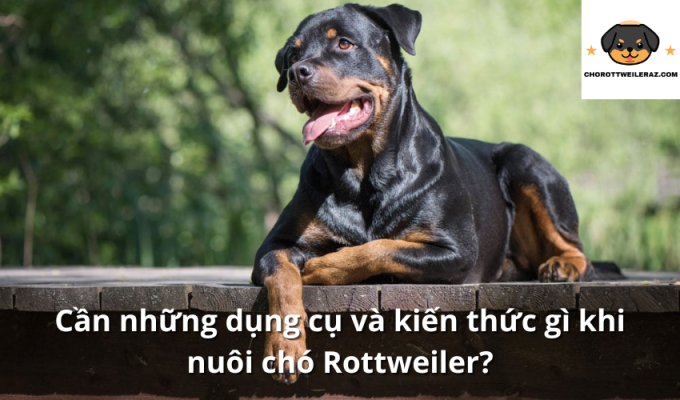 Cần những dụng cụ và kiến thức gì khi nuôi chó Rottweiler?