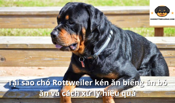 Tại sao chó Rottweiler kén ăn biếng ăn bỏ ăn và cách xử lý hiệu quả