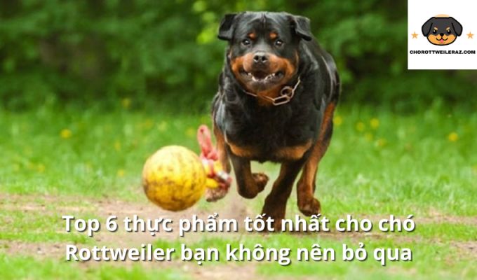 Top 6 thực phẩm tốt nhất cho chó Rottweiler bạn không nên bỏ qua