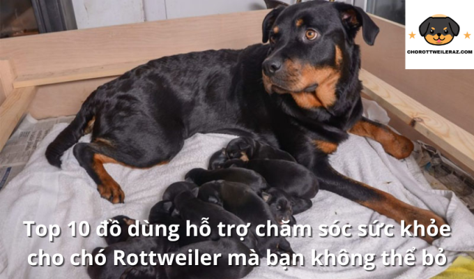 Top 10 đồ dùng hỗ trợ chăm sóc sức khỏe cho chó Rottweiler mà bạn không thể bỏ qua