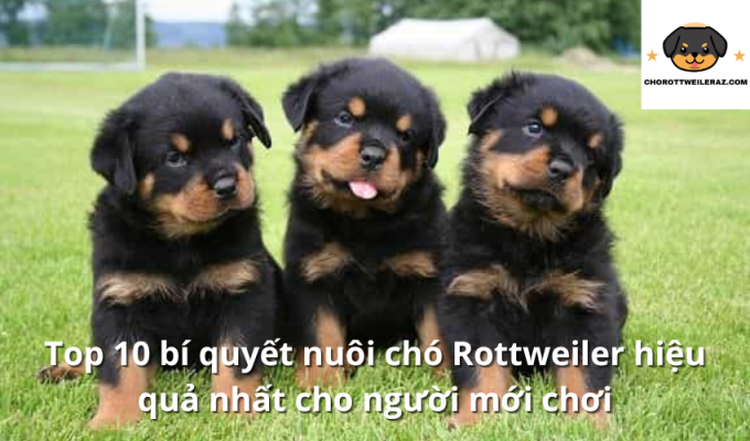 Top 10 bí quyết nuôi chó Rottweiler hiệu quả nhất cho người mới chơi