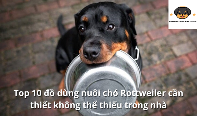 Top 10 đồ dùng nuôi chó Rottweiler cần thiết không thể thiếu trong nhà